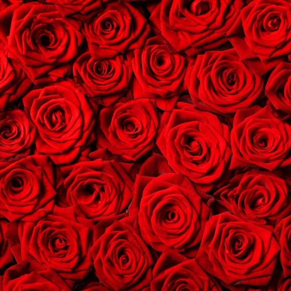 Meet your Posher, Alisa - Picture 1 of 1